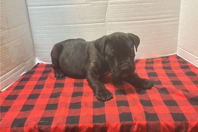 cane corso welpen mit Papieren