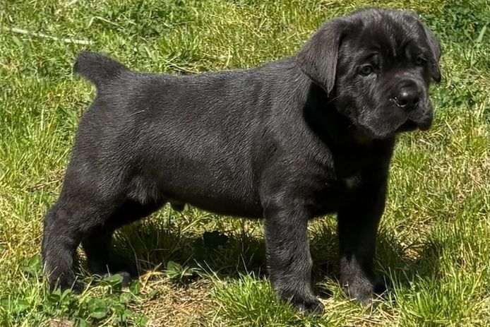 cane corso welpen mit Papieren