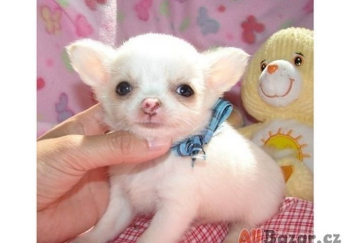 Reinrassige Chihuahua-Welpen!!!