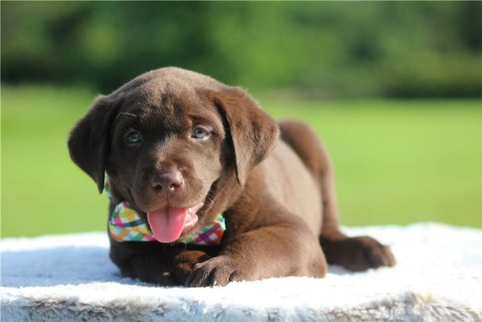 Wunderschöne Labrador Welpen suchen ihr Traumzuhause