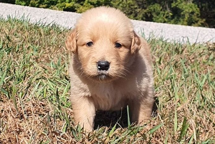 Golden Retriever Welpen suchen Ihre Familie  Welpen mit Ahnentafel