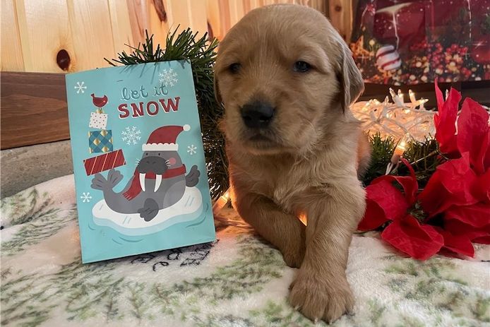 Golden Retriever Welpen suchen Ihre Familie  Welpen mit Ahnentafel
