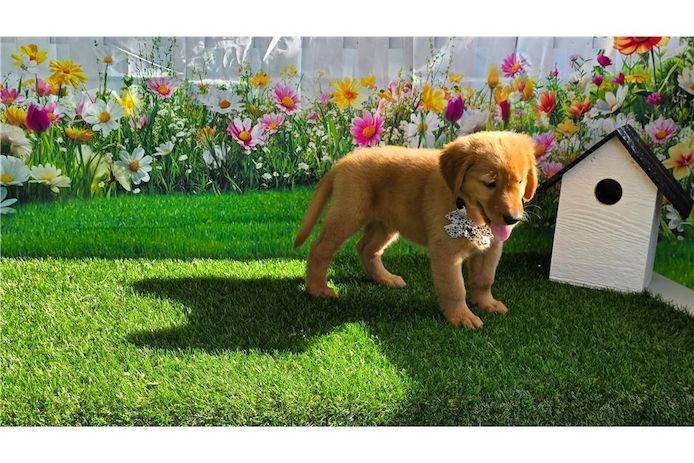 Golden Retriever Welpen suchen Ihre Familie  Welpen mit Ahnentafel