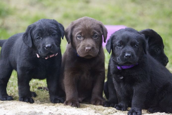 Labrador-Welpen (Rüden und Hündinnen)!1
