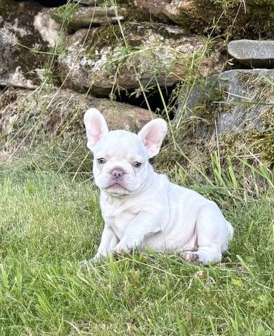 Französische-Bulldogge-Welpen