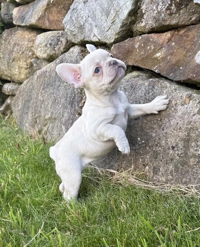 Französische-Bulldogge-Welpen