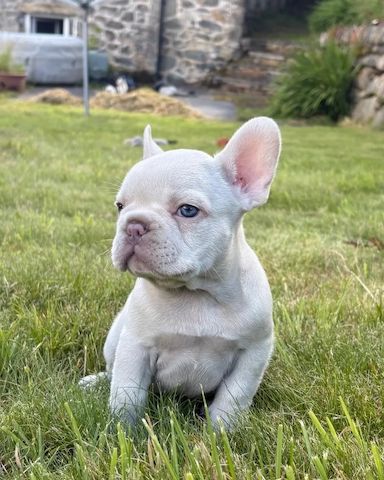 Französische-Bulldogge-Welpen