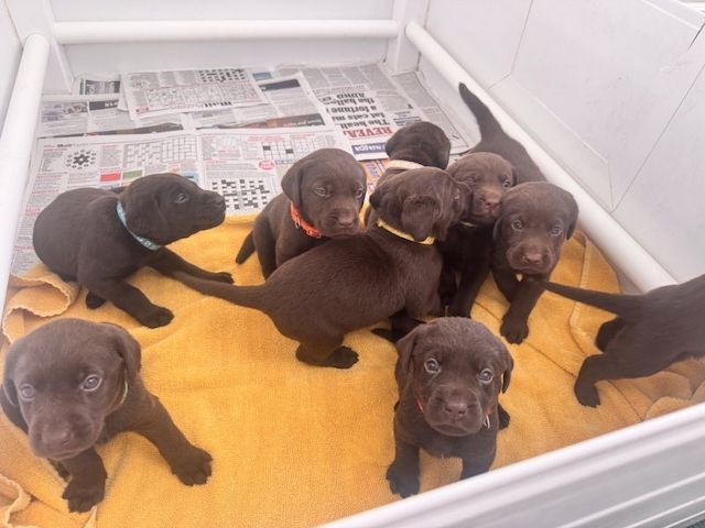 Welpen: Rote Labrador- / Chocolate-Labrador-Retriever