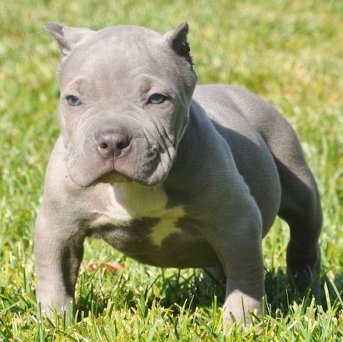 American-Pitbull-Welpen abzugeben!!