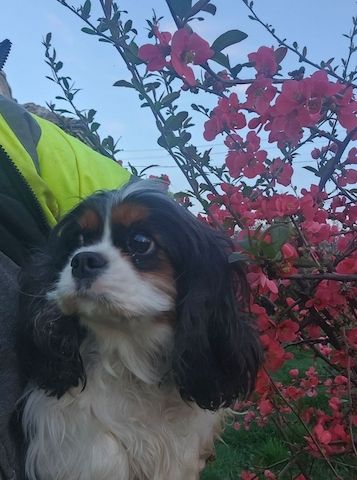 weiblicher Cavalier King Charles Spaniel