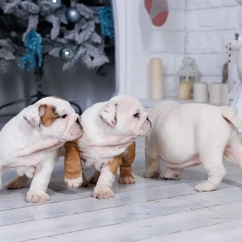 Englische Bulldoggen-Welpen suchen Menschen fürs Leben