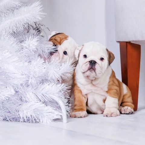 Ein kleiner Bulldoggen-Begleiter für viele gemeinsame Jahre!