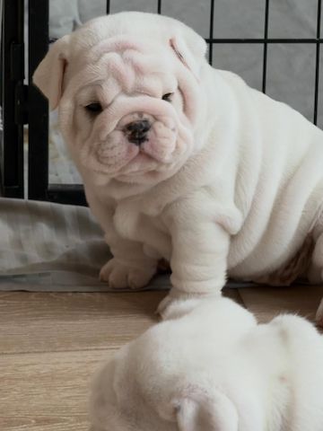 Liebevolle Englische Bulldoggen-Welpen suchen ein neues Zuhause