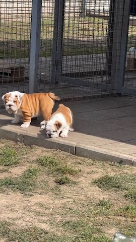 **Süße Englische Bulldoggen suchen liebevolle Familien!