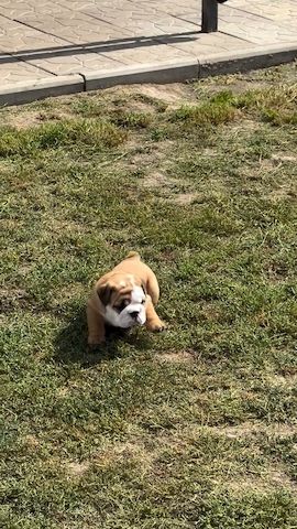 Bulldoggen-Babys suchen ihre Menschen
