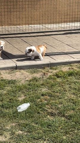 Liebevolle Englische Bulldoggen