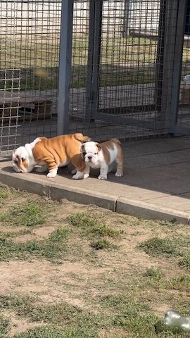 Kleine Bulldoggen suchen Familienanschluss