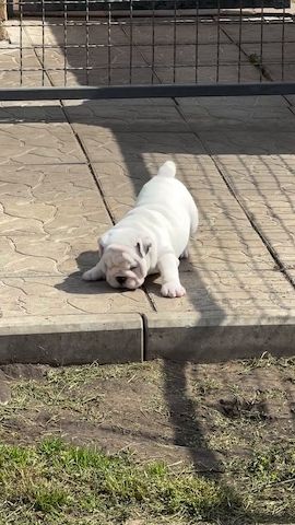 Süße Bulldoggen auf der Suche nach Glück