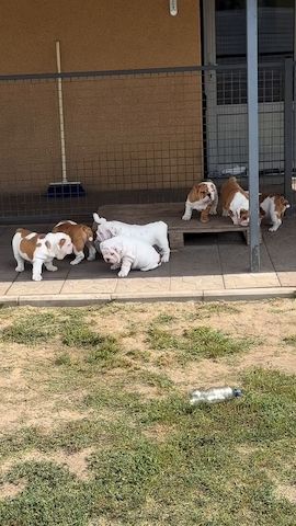Knuffige Englische Bulldoggen-Welpen