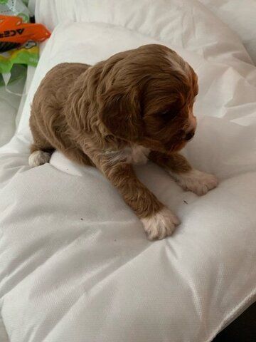 Cavapoo Welpen