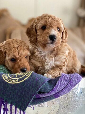 Maltipoo Welpen