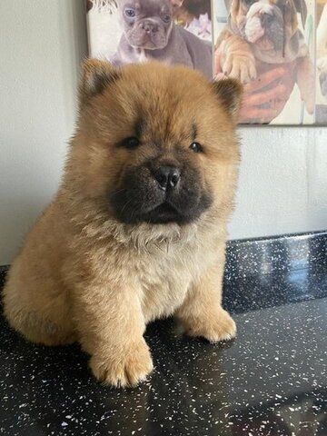 Chow-Chow-Welpen