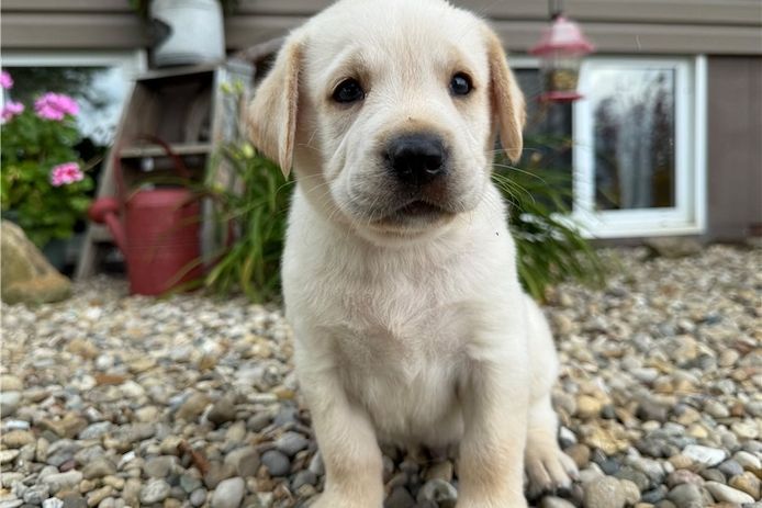Süße Labrador Welpen mit Papieren