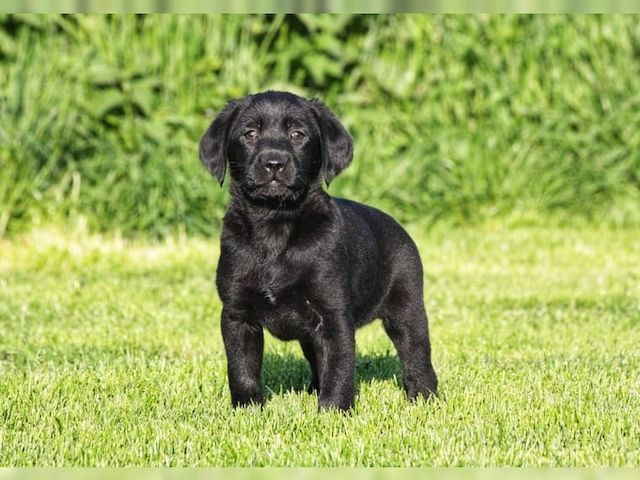 Süße Labrador Welpen mit Papieren