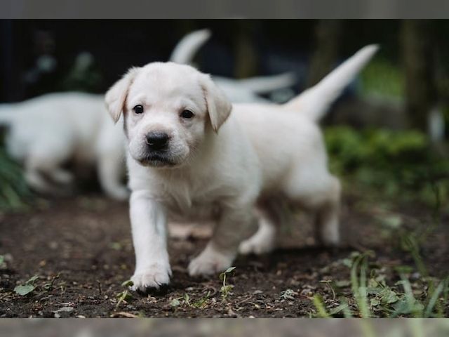 Süße Labrador Welpen mit Papieren