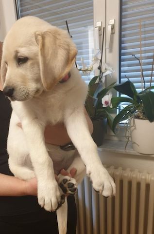 Wunderschöne Labrador Welpen suchen ihr Traumzuhause