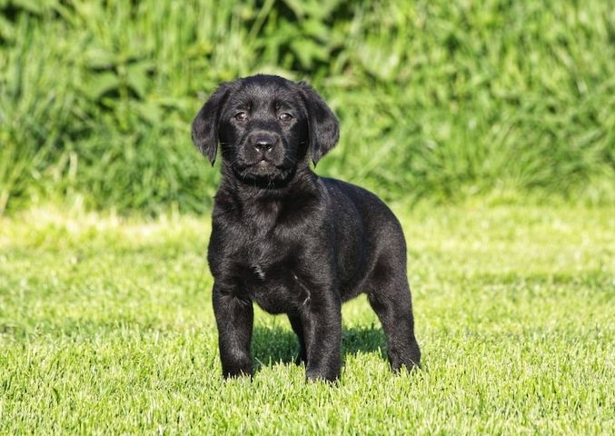 Wunderschöne Labrador Welpen suchen ihr Traumzuhause