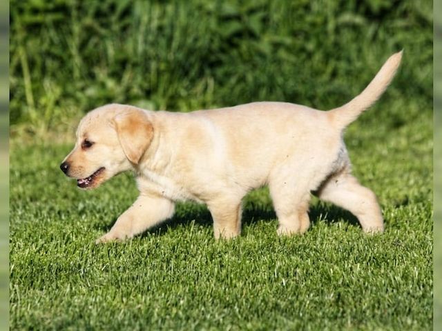 Wunderschöne Labrador Welpen suchen ihr Traumzuhause