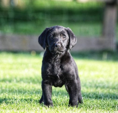 Wunderschöne Labrador Welpen suchen ihr Traumzuhause