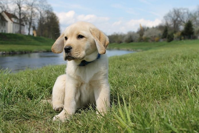 Wunderschöne Labrador Welpen suchen ihr Traumzuhause