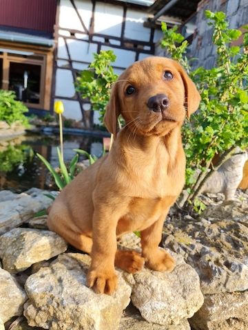 Wunderschöne Labrador Welpen suchen ihr Traumzuhause