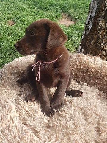 Wunderschöne Labrador Welpen suchen ihr Traumzuhause