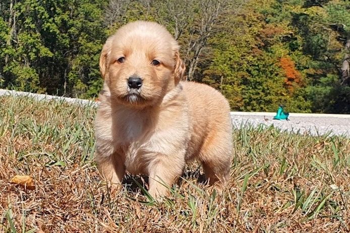 Golden Retriever Welpen suchen Ihre Familie