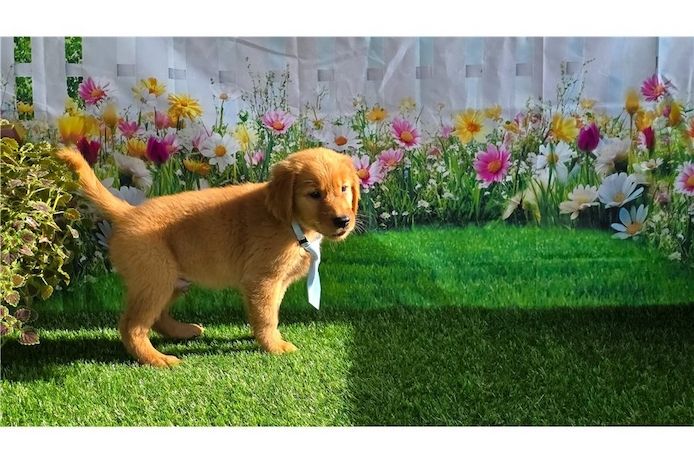 Golden Retriever Welpen suchen Ihre Familie
