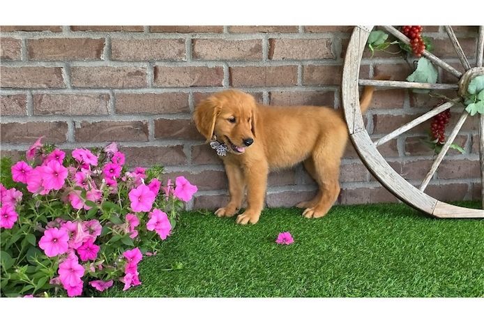Golden Retriever Welpen suchen Ihre Familie