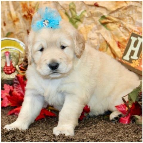 Golden Retriever Welpen suchen Ihre Familie