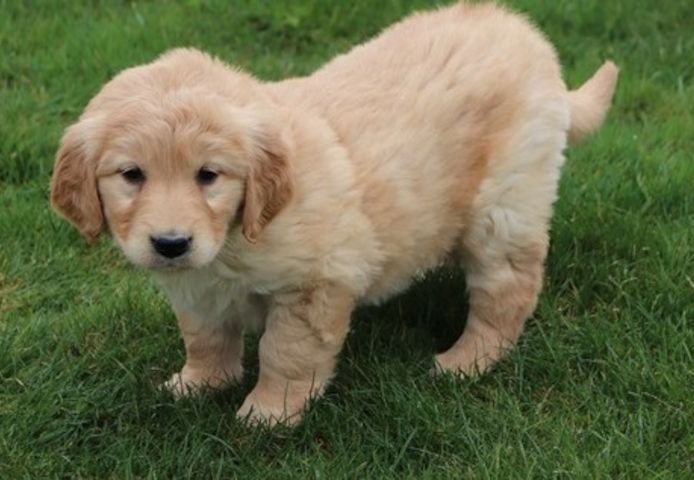 Golden Retriever mit Ahnentafel