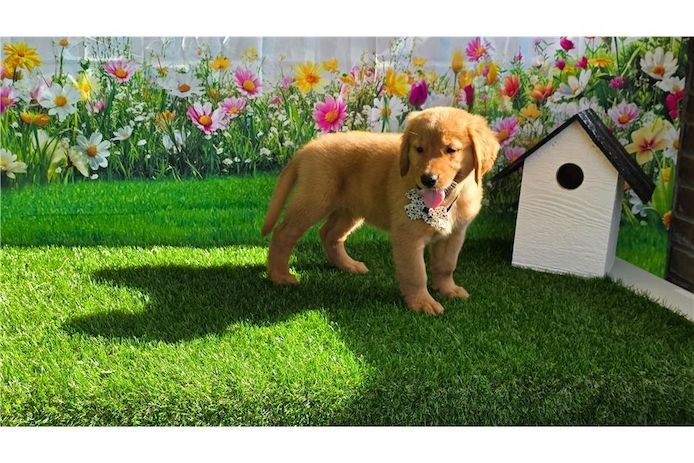 Golden Retriever mit Ahnentafel