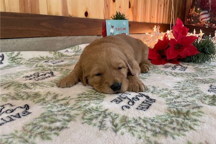 Golden Retriever mit Ahnentafel