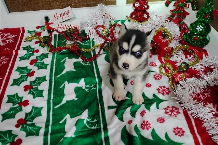 Reinrassige Siberian Husky Welpen mit Blauen und Braunen Augen ein neues und nettes Zuhause.