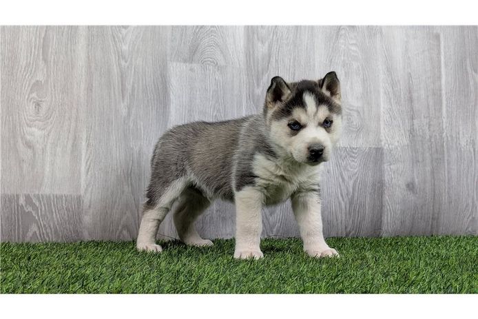 Reinrassige Siberian Husky Welpen