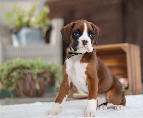 Boxer Welpen suchen ein neues Zuhause