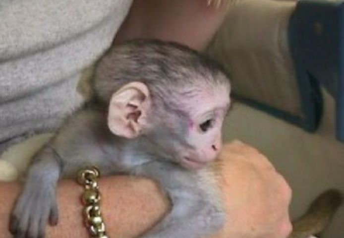 Hochwertige Kapuzineraffen-Babys abzugeben