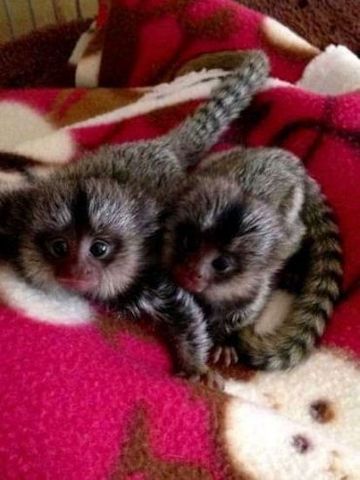 Entzückende männliche und weibliche Marmosetten und Kapuzineraffen suchen ein dauerhaftes Zuhause
