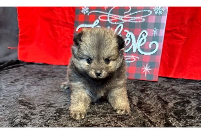 Pomeranian Zwergspitz Boo Welpen