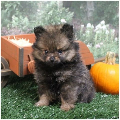 Pomeranian Zwergspitz Boo Welpen